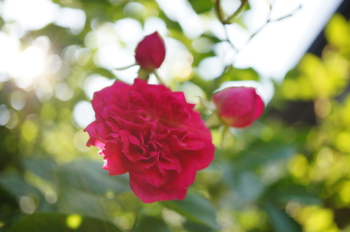 DSC02684.JPG