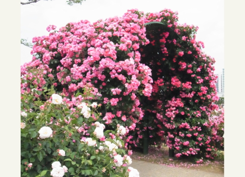 20130525京成バラ園　２アーチ.jpg