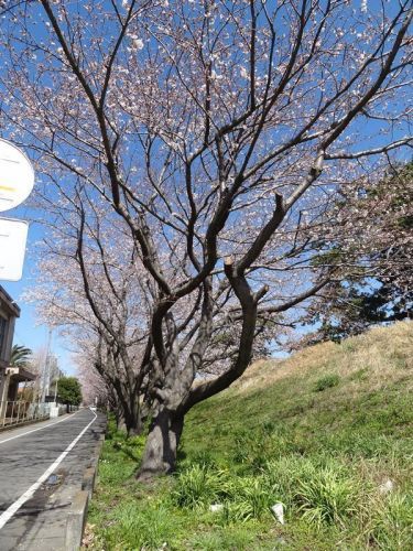 0321ご近所の桜並木3(V.2013_03_21__12_01_23).jpg