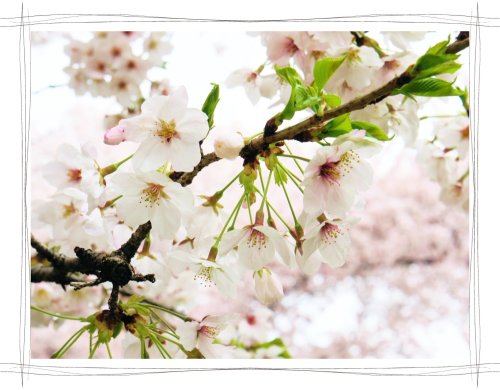 岩倉桜まつり　五条川