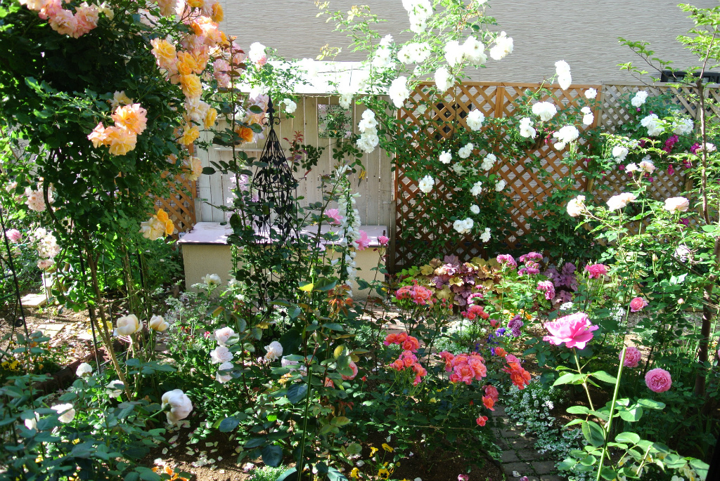 ベルサイユのばら 開花 二番花もベーサルもあるよ ばらにわクエスト 略してばらクエ 楽天ブログ