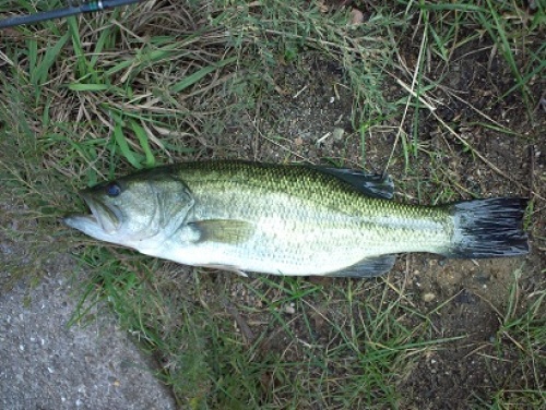 10月30日 フリックシェイク（40センチ）.JPG