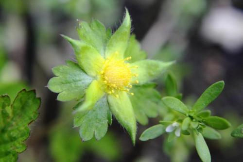 20160417 ヘビイチゴ3.jpg