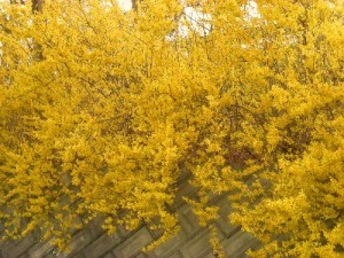 DSCN8270 (300x225).jpg