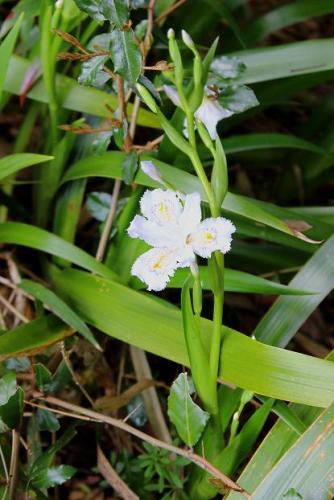 20150404 シャガ.jpg