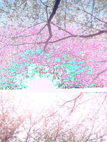 sakura20140408140421.jpg