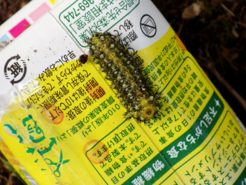 ヒメクロイラガ