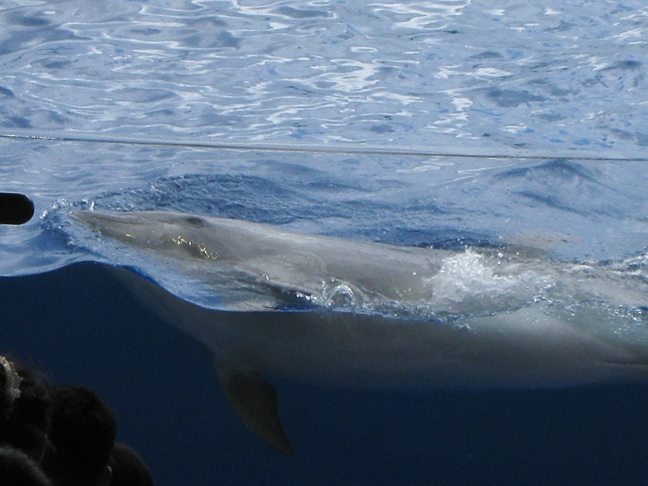 水族館11.jpg