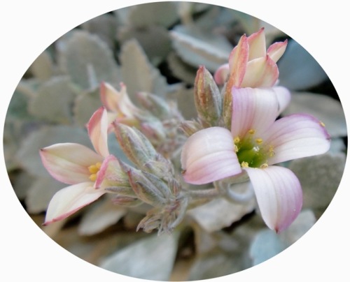 ？の花-2.jpg