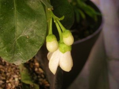 DSCN8131 (300x225).jpg