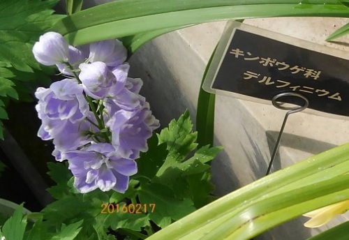 梅まつり花20160217.jpg
