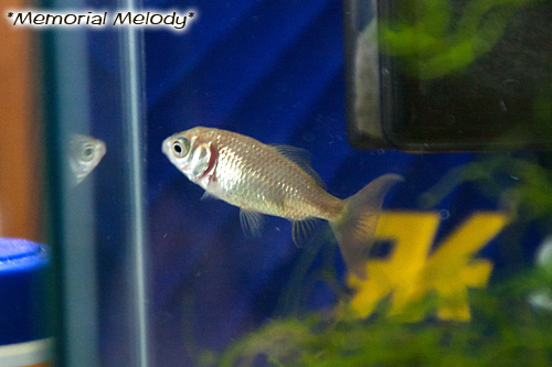 金魚,suiso03.jpg