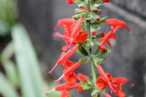 20160529 サルビア3.jpg