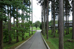 佐渡134.jpg