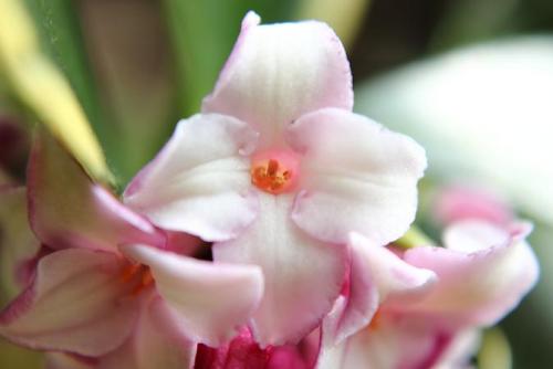 20160227 沈丁花2.jpg