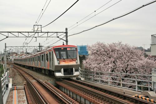Tokyu 6000 Series with cherry blossoms beside track