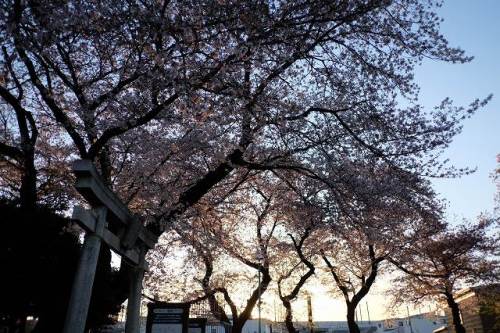 CHERRY BLOSSOMS and SUNRISE 14.Apr.2017 INARI-1.jpg