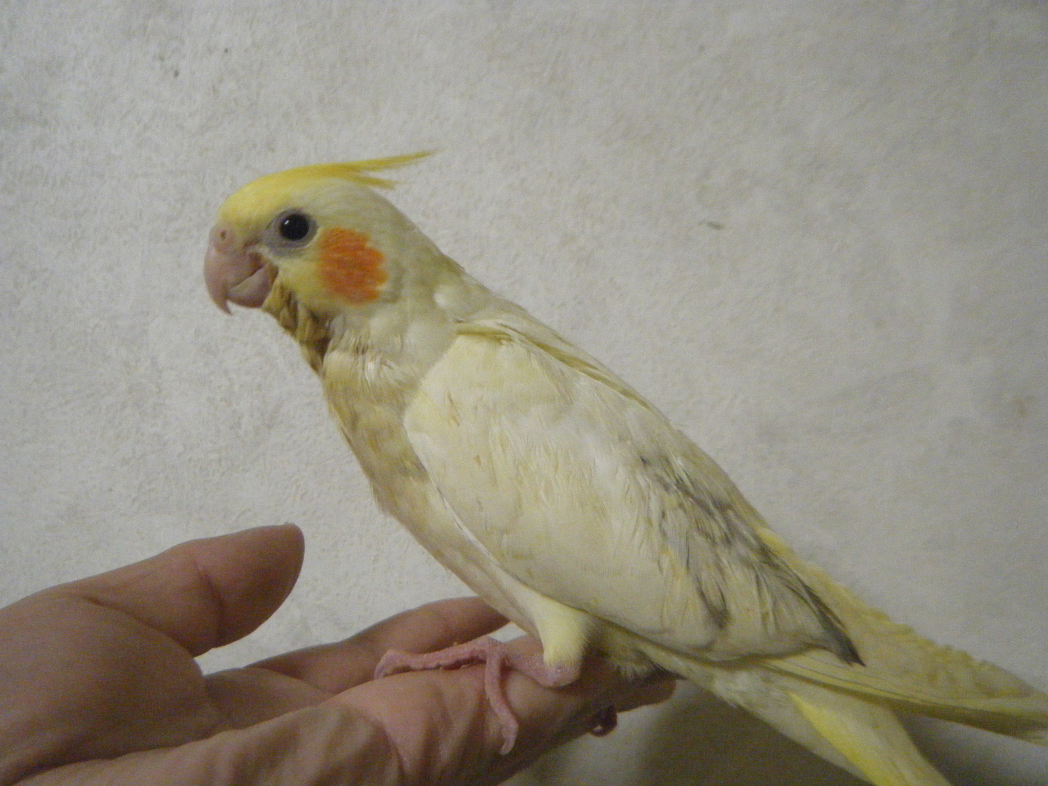 オカメインコ 里親募集中 | 新潟 オカメインコの家 - 楽天ブログ