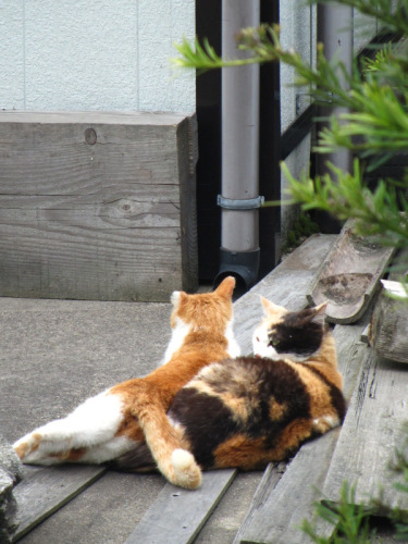 よそ猫２.JPG