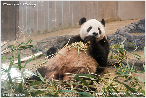 ueno_zoo_02.jpg