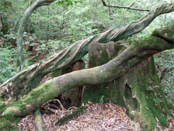 屋久島44.jpg
