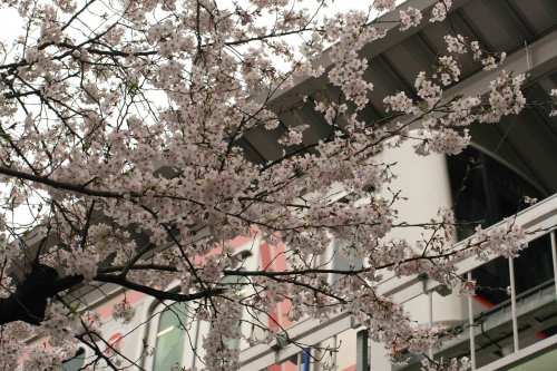 Cherry blossoms and Tokyu 5050-4000 Series