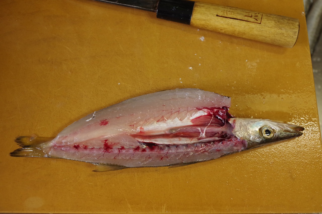 連日の悪天候もカマス釣りには好都合 雨釣の釣り日記 楽天ブログ