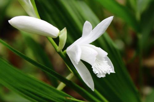 20160507 シラン白4.jpg