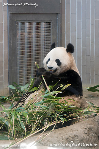 ジャイアントパンダ シンシン(真真)メス|上野動物園 上野動物園 パンダ ueno_zoo_01.jpg
