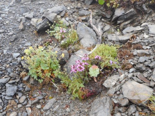 間ノ岳登山道高山植物.JPG