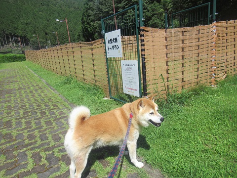 松阪わんわんパラダイス ドッグラン 柴犬ゴンのお散歩日記 楽天ブログ 松阪わんわんパラダイス ドッグラン 柴犬ゴンのお散歩日記 楽天ブログ