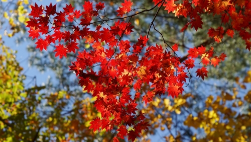 荒倉山鬼女もみじ岩屋そばのモミジ２０１４，１０，２４ (1500x845).jpg