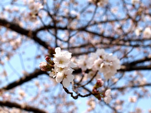 130330 桜.jpg