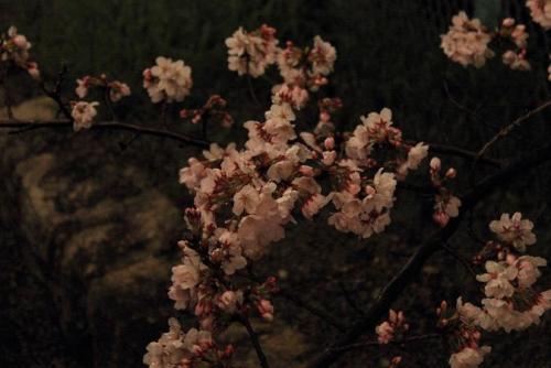20160401 夜桜2.jpg