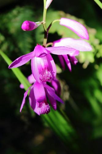 20160429 シラン4.jpg