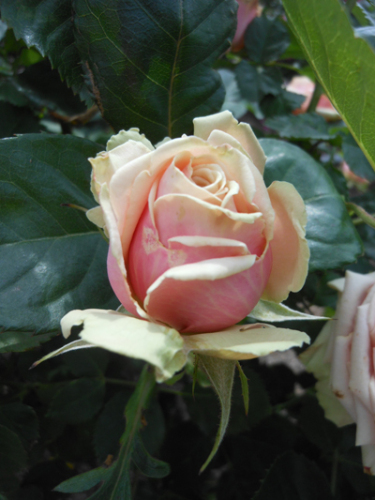 DSCN2265.JPG