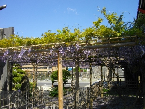 中仙道桶川宿秀善寺 (3) (500x375).jpg