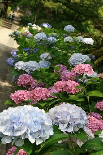 IMG_8548.jpg