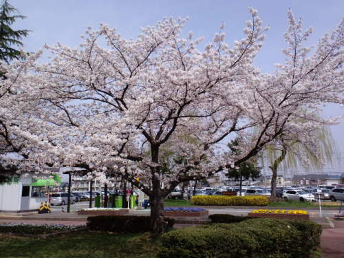 病院の桜