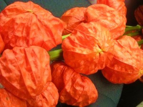 DSCN0015 (300x225).jpg