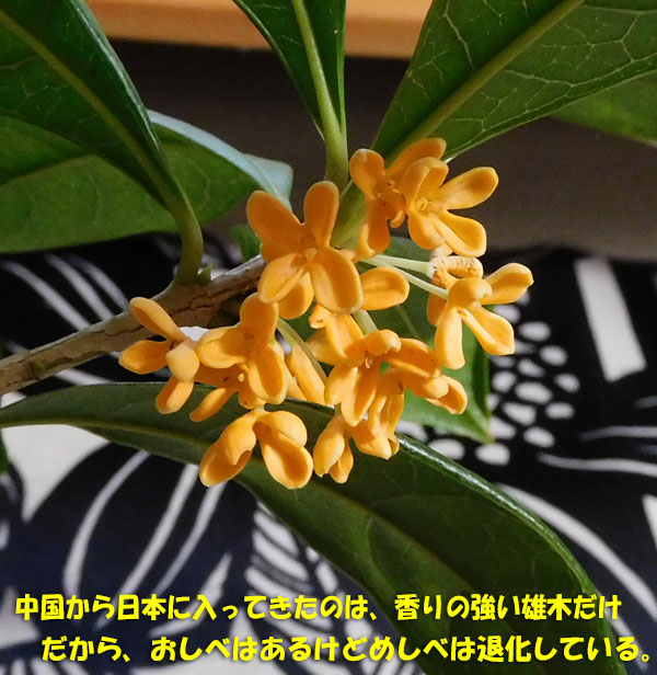 8ページ目の 庭の花 Kororin日記 楽天ブログ