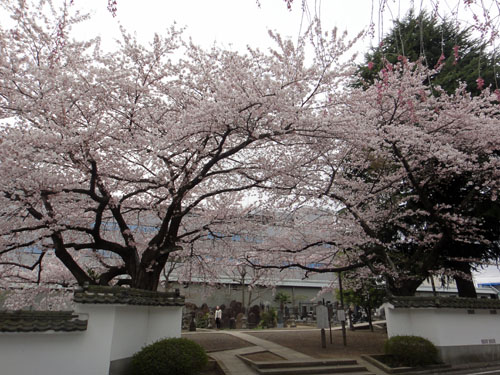 桜.jpg