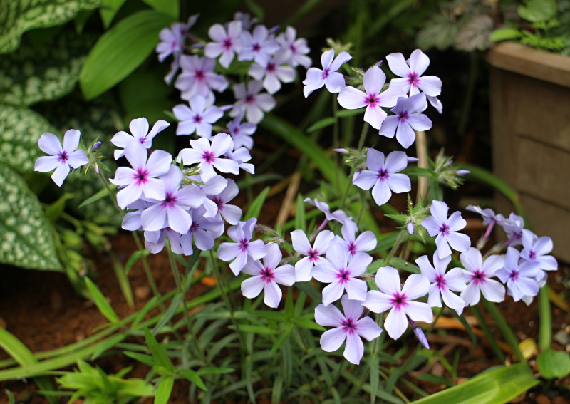 フロックス バラと可愛い花たち 楽天ブログ