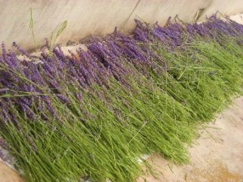 DSCN2344 (300x225).jpg