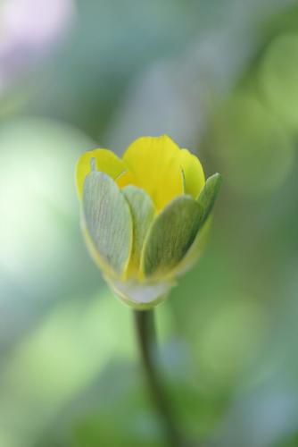 20170219 ヒメリュウキンカ 6.jpg