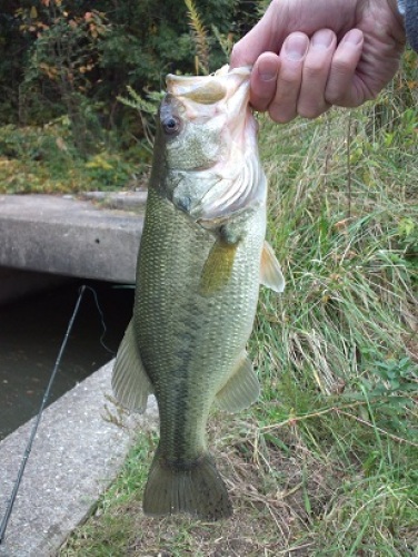 11月13日 マイクロスピンブレードチューン(35センチ).JPG