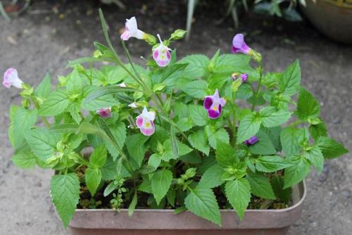 20150711 トレニア.jpg