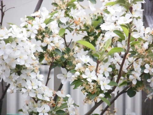 C:\fakepath\2014.4.21 022 - コピー.JPG