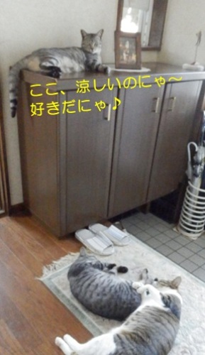 20140802_2.jpg