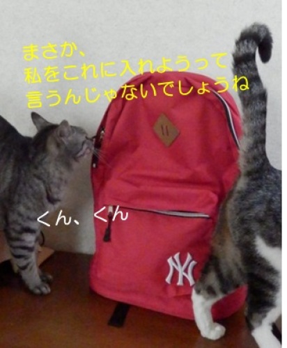20140419_4.jpg